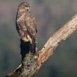 Buse variable