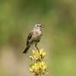 Pipit spioncelle chanteur sur le Mont-Dore