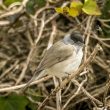 Fauvette à tête noire mâle dans un buisson