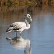 Flamant rose immature