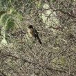 Bulbul des jardins au Maroc