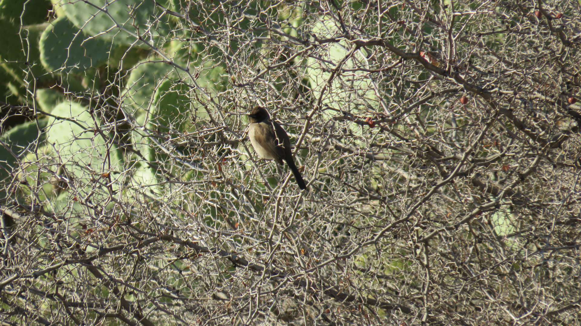 Bulbul des jardins au Maroc