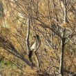 Bulbul des jardins