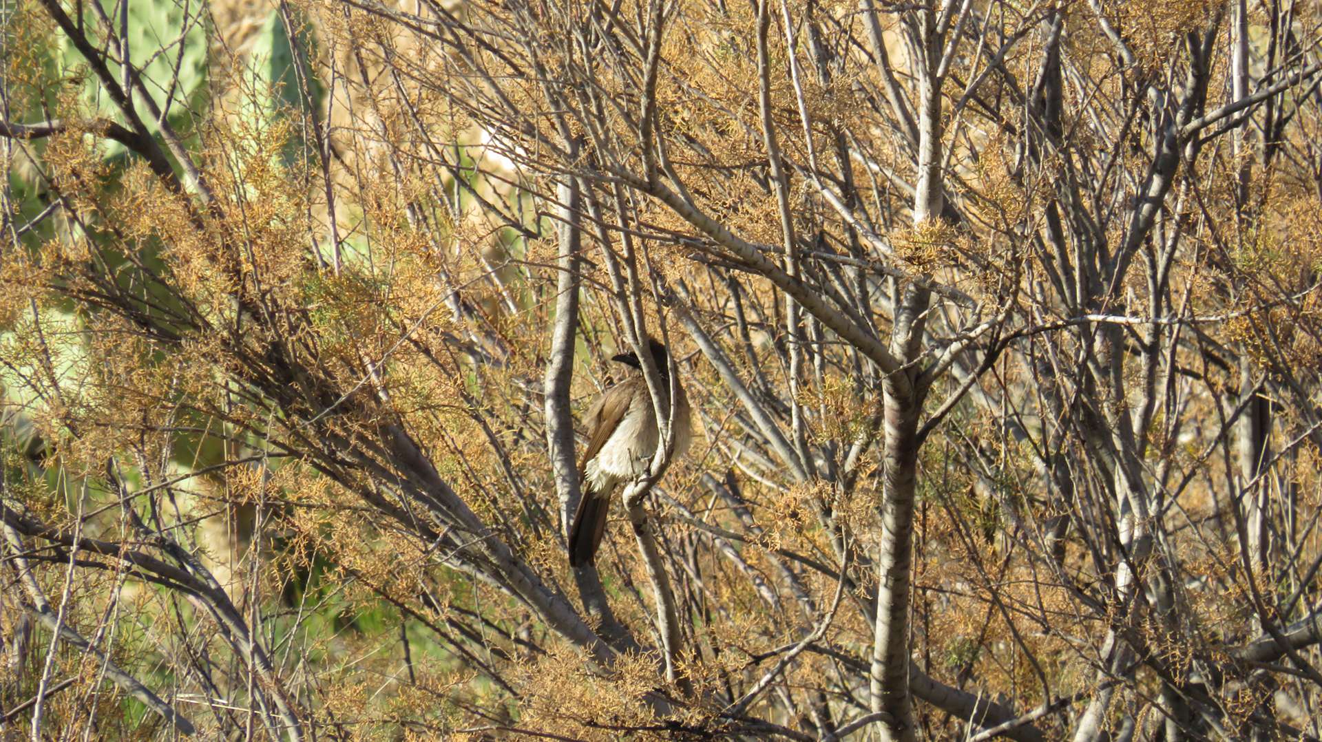 Bulbul des jardins