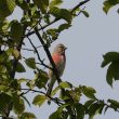 Linotte mélodieuse