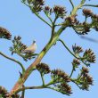 Tourterelles turque et maillée sur un agave