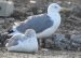 1-Goéland pontique | Larus cachinnans | Caspian Gull