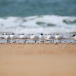 Rassemblement de Sternes caugeks à la pointe du cap Ferret