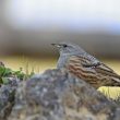 Accenteur alpin en Dordogne