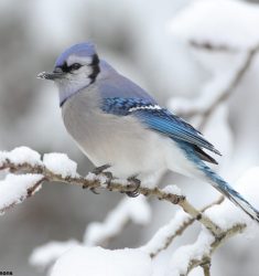 120ème Recensement des Oiseaux de Noël ou Christmas Bird Count