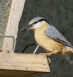 8ème comptage national des oiseaux des jardins