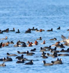 54e Comptage Wetlands International des oiseaux d’eau