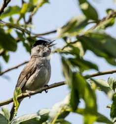 Conférence « Mais qui sont ces oiseaux chantant autour de moi ? »