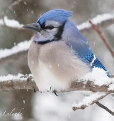 119ème « Christmas Bird Count »