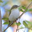 Week-end ornithologique Dutch Birding sur Texel