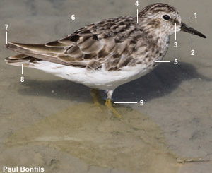 Bécasseau minuscule (Calidris minutilla) adulte 