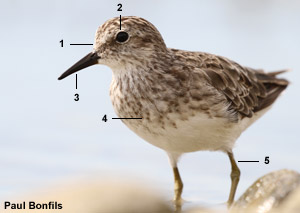 Bécasseau minuscule (Calidris minutilla) adulte 