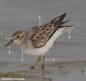 Bécasseau minuscule (Calidris minutilla) adulte en plumage internuptial 