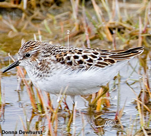 Bécasseau minuscule (Calidris minutilla) adulte en plumage nuptial