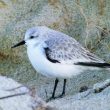 Bécasseau sanderling dans la baie du Mont-Saint-Michel