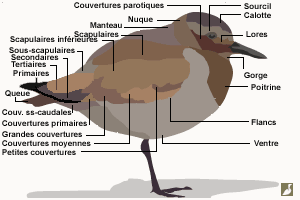 Topographie du plumage d'un limicole