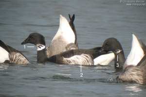 Bernache cravant du Pacifique (Branta bernicla nigricans)