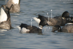 Bernache cravant du Pacifique (Branta bernicla nigricans)