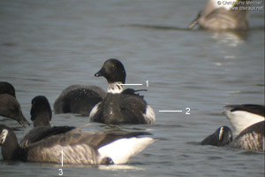 Bernache cravant du Pacifique (Branta bernicla nigricans)