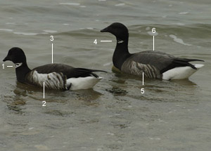 Bernache cravant du Pacifique (Branta bernicla nigricans)