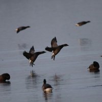 Visite guidée de la réserve naturelle des marais de Séné