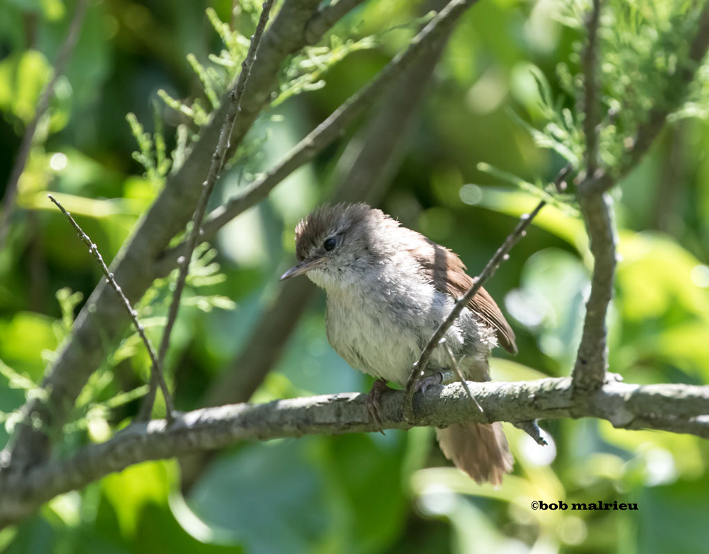 Bouscarle de Cetti