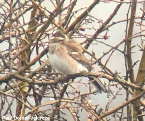 Bruant à calotte blanche (Emberiza leucocephalos) mâle adulte