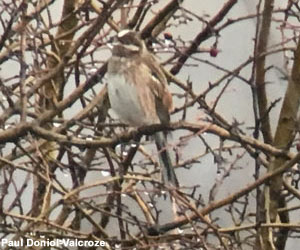 Bruant à calotte blanche (Emberiza leucocephalos) mâle adulte