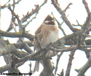 Bruant à calotte blanche (Emberiza leucocephalos) mâle adulte