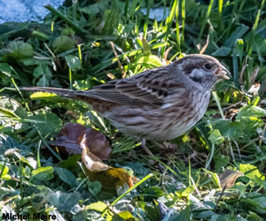 Bruant à calotte blanche (Emberiza leucocephalos) mâle