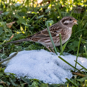 Bruant à calotte blanche (Emberiza leucocephalos) mâle adulte