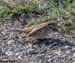 Bruant à calotte blanche (Emberiza leucocephalos) mâle