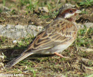 Bruant à calotte blanche (Emberiza leucocephalos) mâle adulte