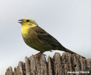 Bruant jaune (Emberiza citinella) mâle adulte