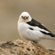 Bruant des neiges mâle nuptial en islande