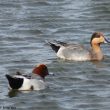 Un mystérieux canard hybride au Hâble-d’Ault (Somme)