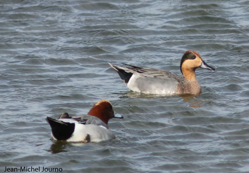 Un mystérieux canard hybride au Hâble-d’Ault (Somme)