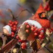 Cardinal rouge sur baies rouges