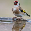 Chardonneret élégant à l’abreuvoir