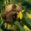 Chardonneret jaune sur tournesol