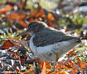 Chevalier grivelé (Actitis macularius) adulte en plumage internuptial