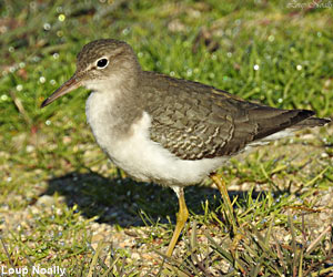 Chevalier grivelé (Actitis macularius) adulte en plumage internuptial