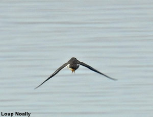 Chevalier grivelé (Actitis macularius) adulte en plumage internuptial