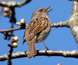 Accenteur mouchet (Prunella modularis)