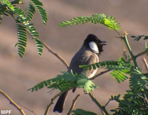 Bulbul à oreillons blancs (Pycnonotus leucotis) chantant